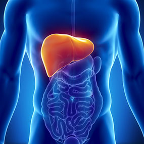 Male liver anatomy with digestive organs